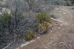 photo thumbnail #12