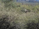 photo thumbnail #15