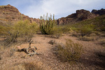 photo thumbnail #5