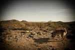 photo thumbnail #1