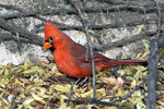 photo thumbnail #8