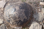 photo thumbnail #7