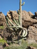photo thumbnail #8