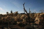 photo thumbnail #12