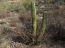 photo thumbnail #7