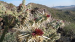 photo thumbnail #7