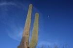 photo thumbnail #13