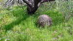 photo thumbnail #9