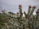 photo thumbnail #2