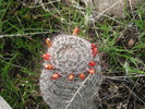 photo thumbnail #11