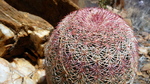 photo thumbnail #12