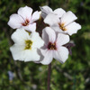 photo thumbnail #14