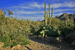 photo thumbnail #15
