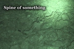 photo thumbnail #7