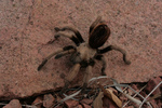 photo thumbnail #1