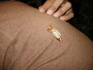 photo thumbnail #14