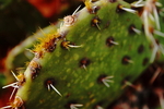 photo thumbnail #5
