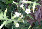 photo thumbnail #2