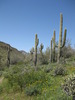 photo thumbnail #3