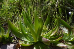 photo thumbnail #12