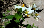 photo thumbnail #3