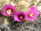 photo thumbnail #11
