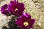 photo thumbnail #4
