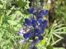 photo thumbnail #1