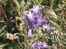 photo thumbnail #14