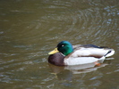 photo thumbnail #12