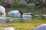 photo thumbnail #12