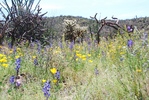 photo thumbnail #15