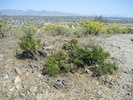 photo thumbnail #7