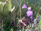 photo thumbnail #6