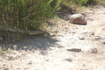 photo thumbnail #13