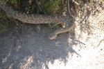 photo thumbnail #15