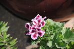 photo thumbnail #13