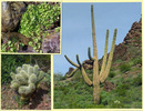 photo thumbnail #2