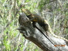 photo thumbnail #5