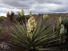 photo thumbnail #4