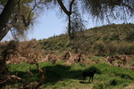 photo thumbnail #14