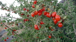 photo thumbnail #3