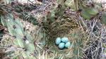 photo thumbnail #10