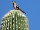photo thumbnail #1