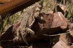 photo thumbnail #4