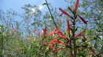 photo thumbnail #1