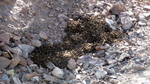 photo thumbnail #14