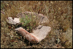 photo thumbnail #14