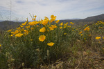 photo thumbnail #10