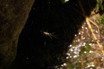 photo thumbnail #15